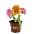 Sprout Tyme Petite Terra Cotta Planter Kit